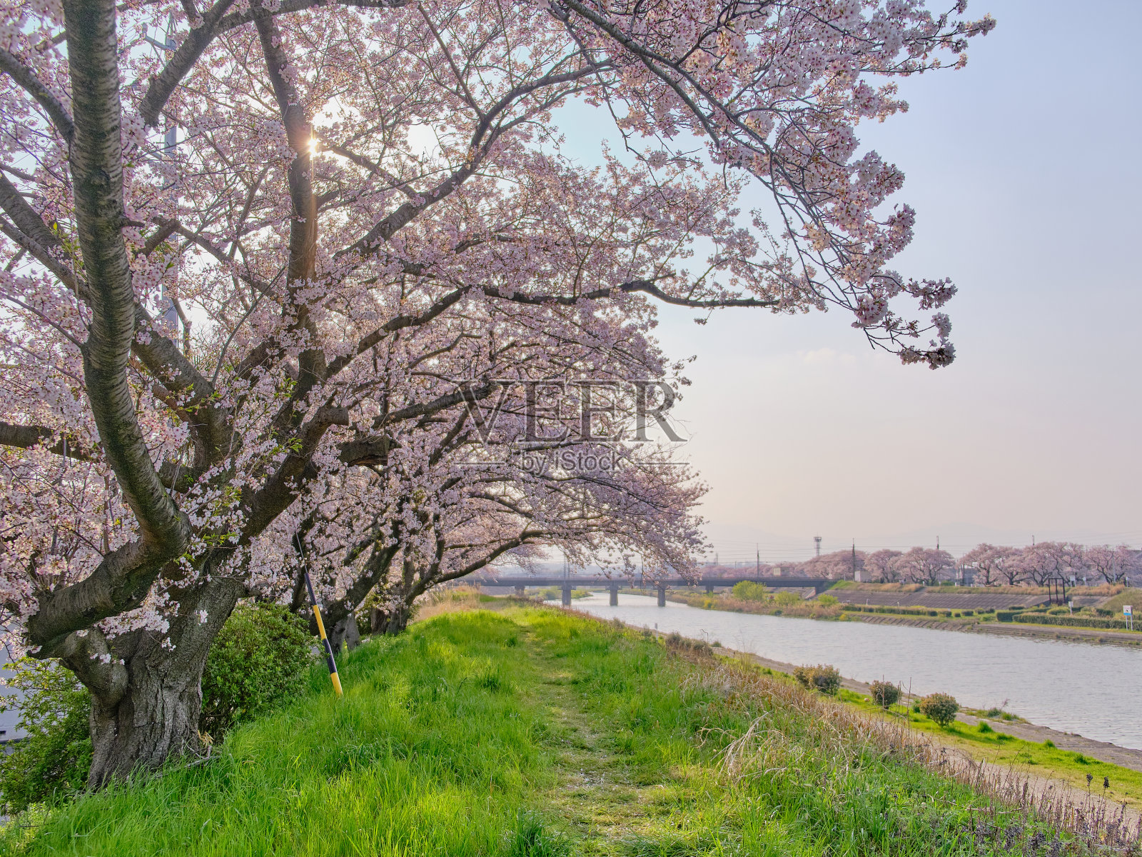 日本的樱花照片摄影图片