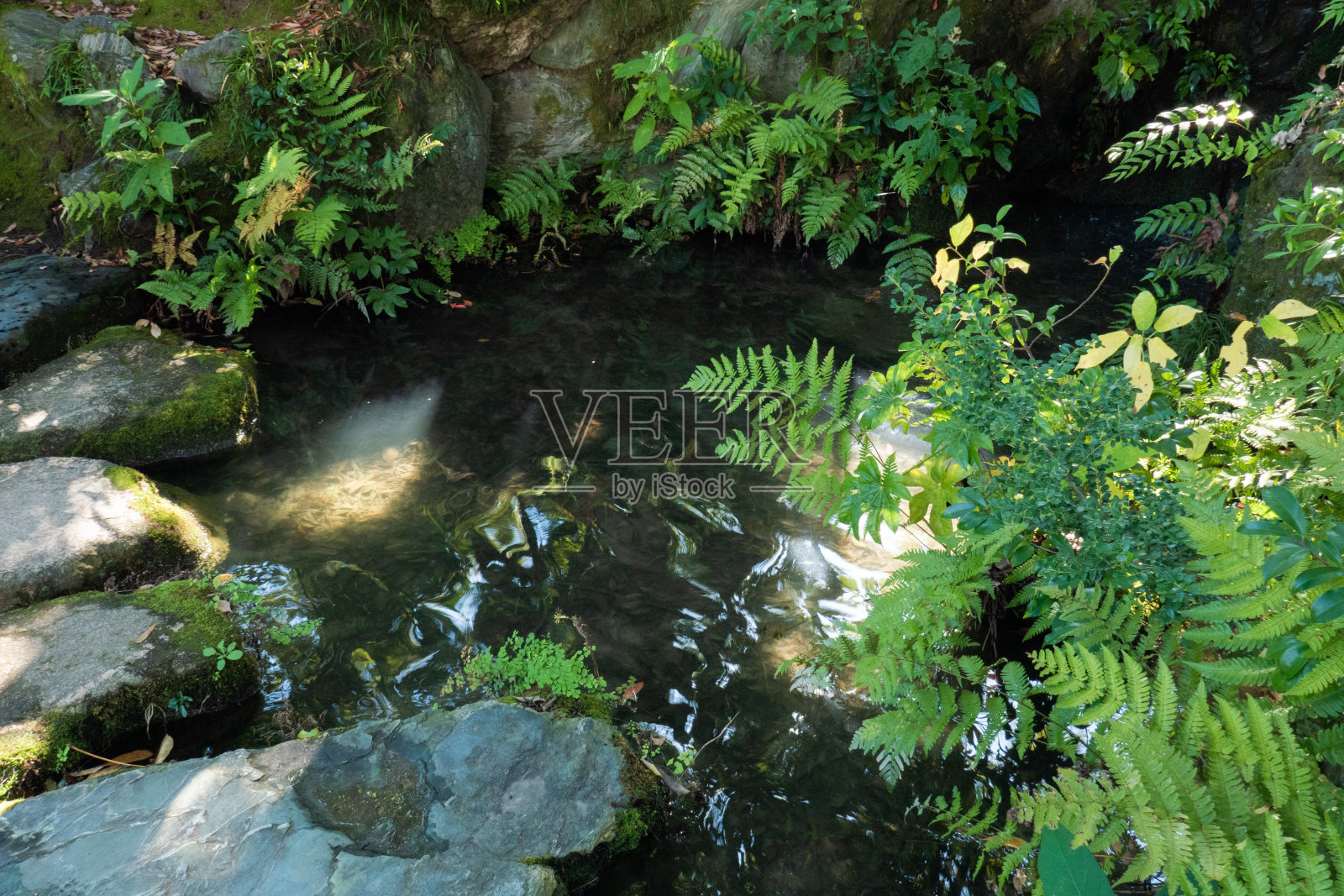 公园的自然照片摄影图片