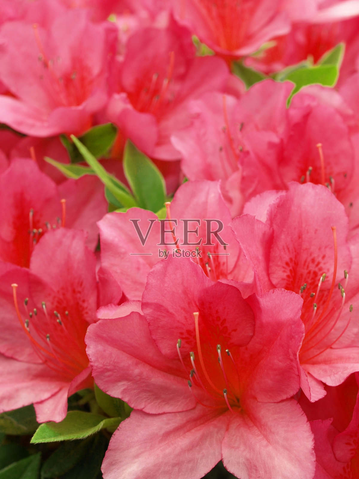 日本花园里的杜鹃花。照片摄影图片