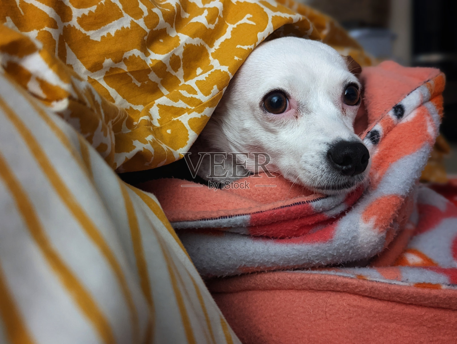舒服的狗照片摄影图片