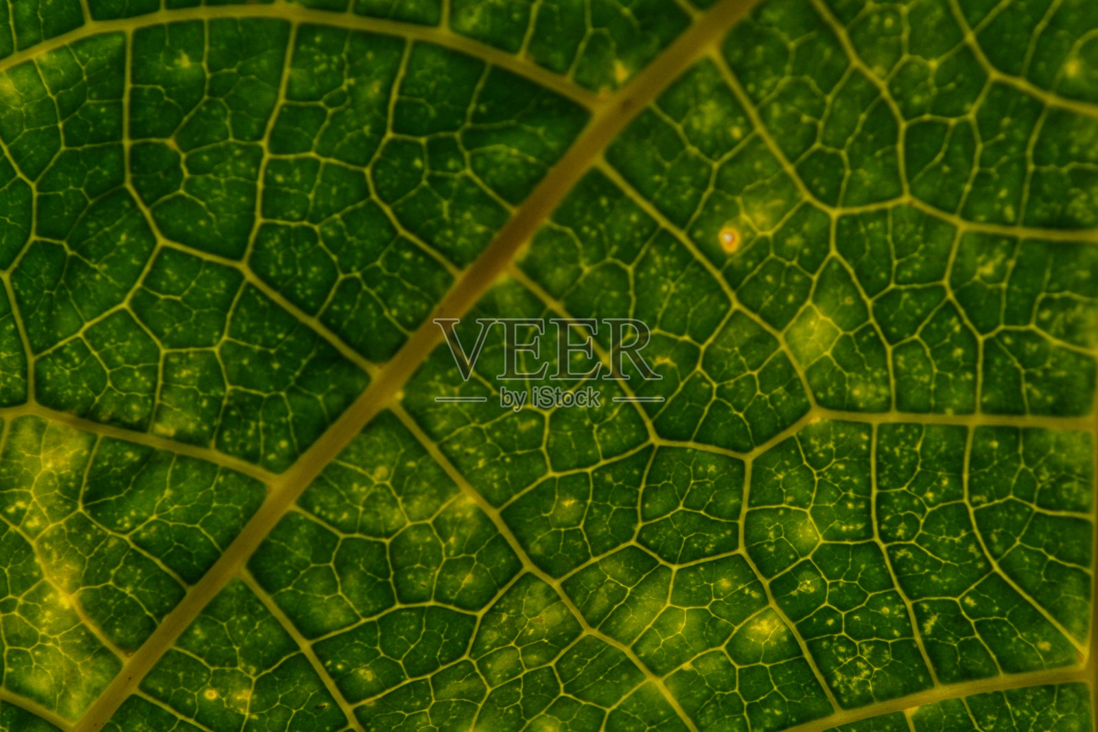 叶的背景照片摄影图片