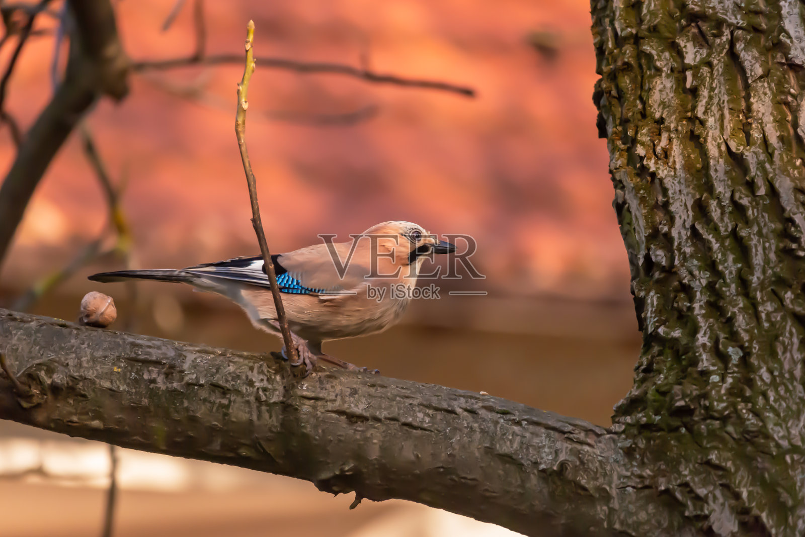 欧亚松鸦(松鸦)近景。照片摄影图片