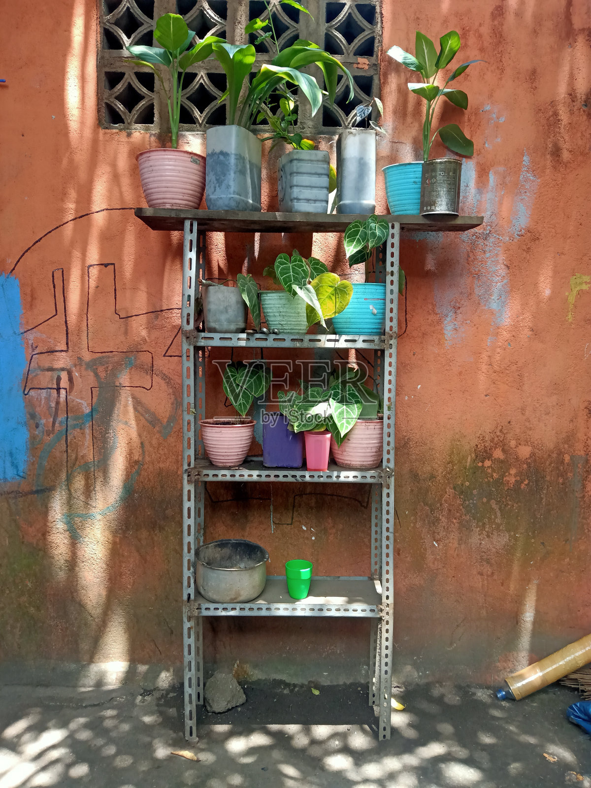 植物照片摄影图片