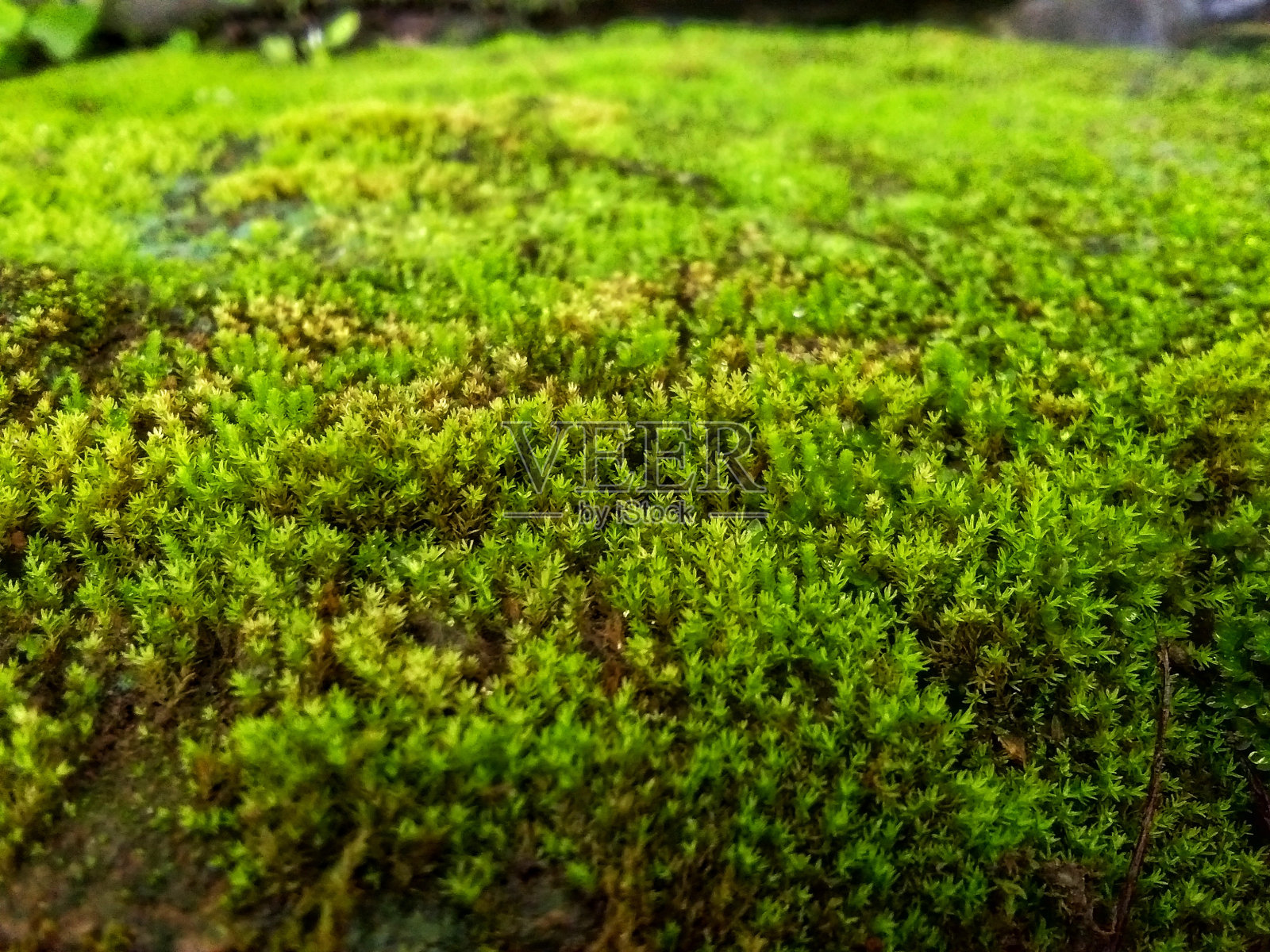 苔藓在河边的岩石上茂盛生长照片摄影图片