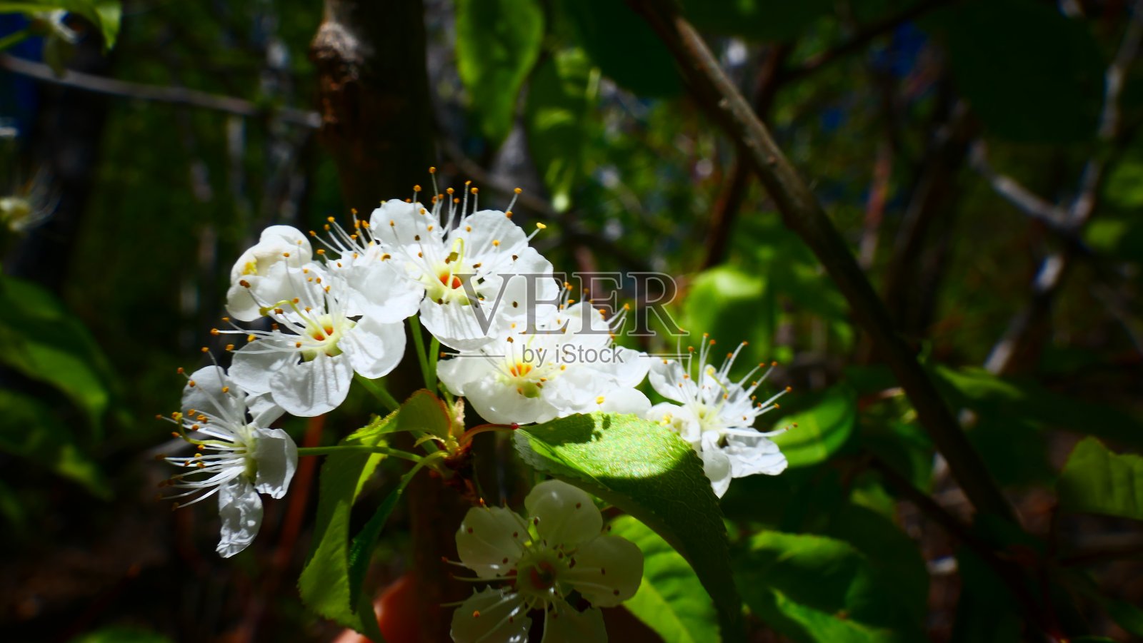萨斯卡通在春天开花照片摄影图片