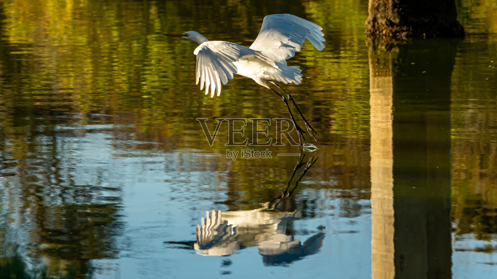 大白鹭在河上飞翔照片摄影图片