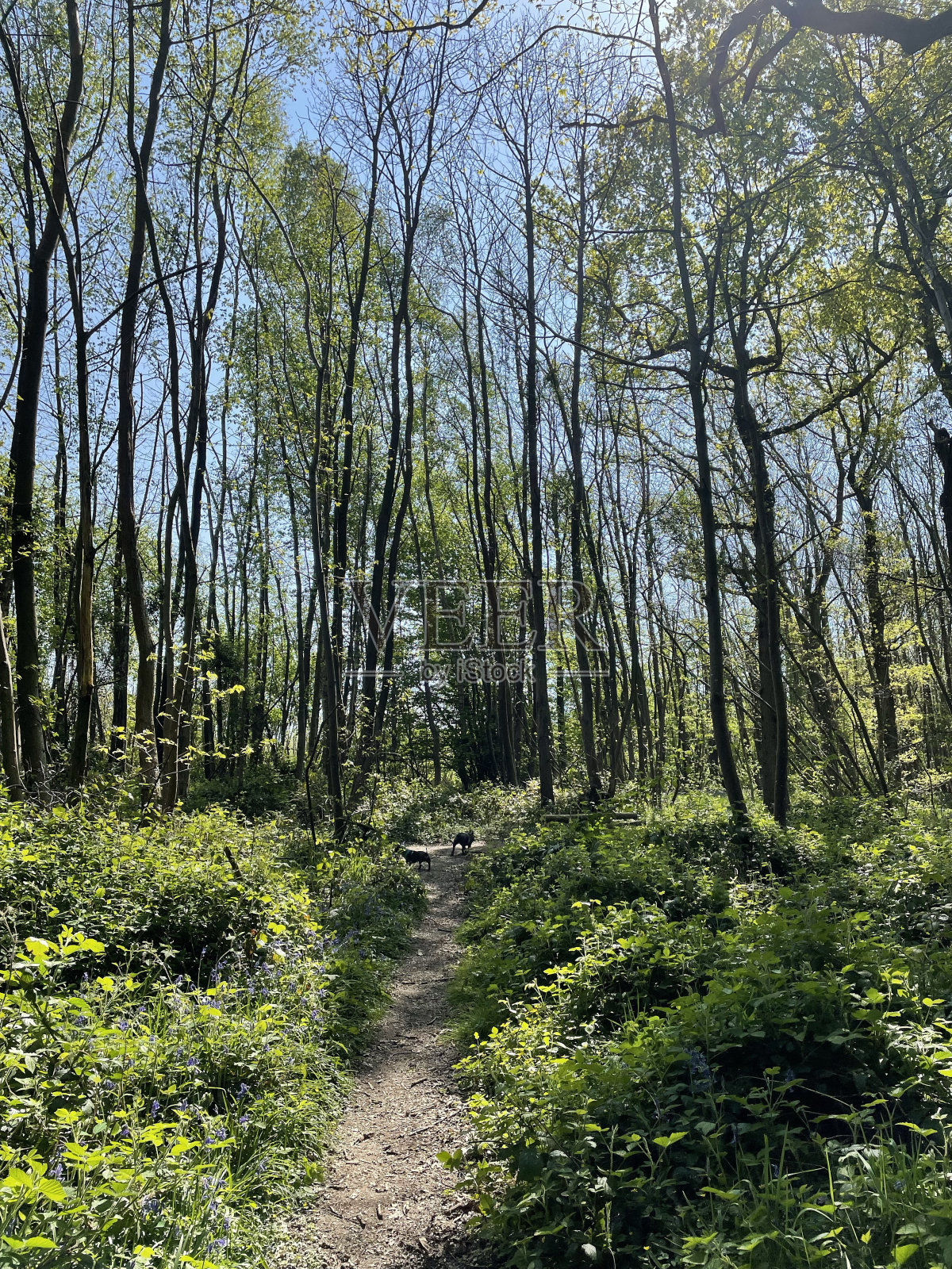 七姐妹照片摄影图片