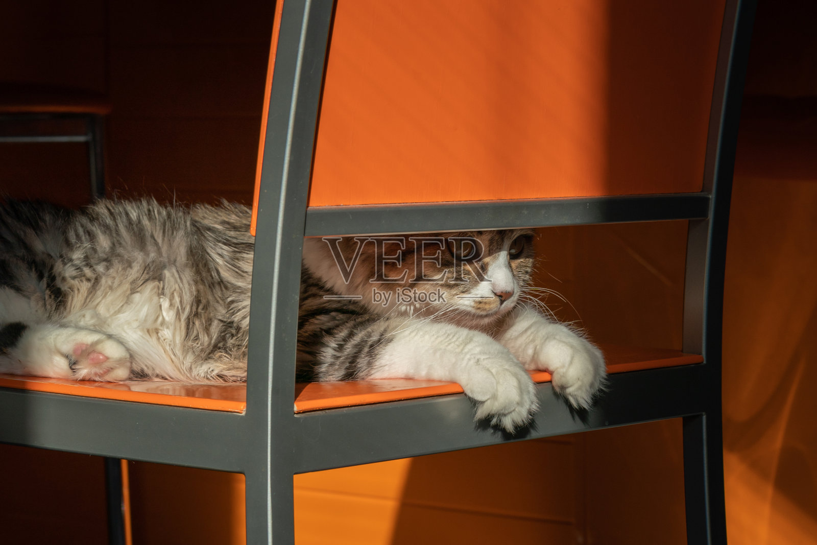 猫躺在一张橙色的椅子上晒太阳照片摄影图片