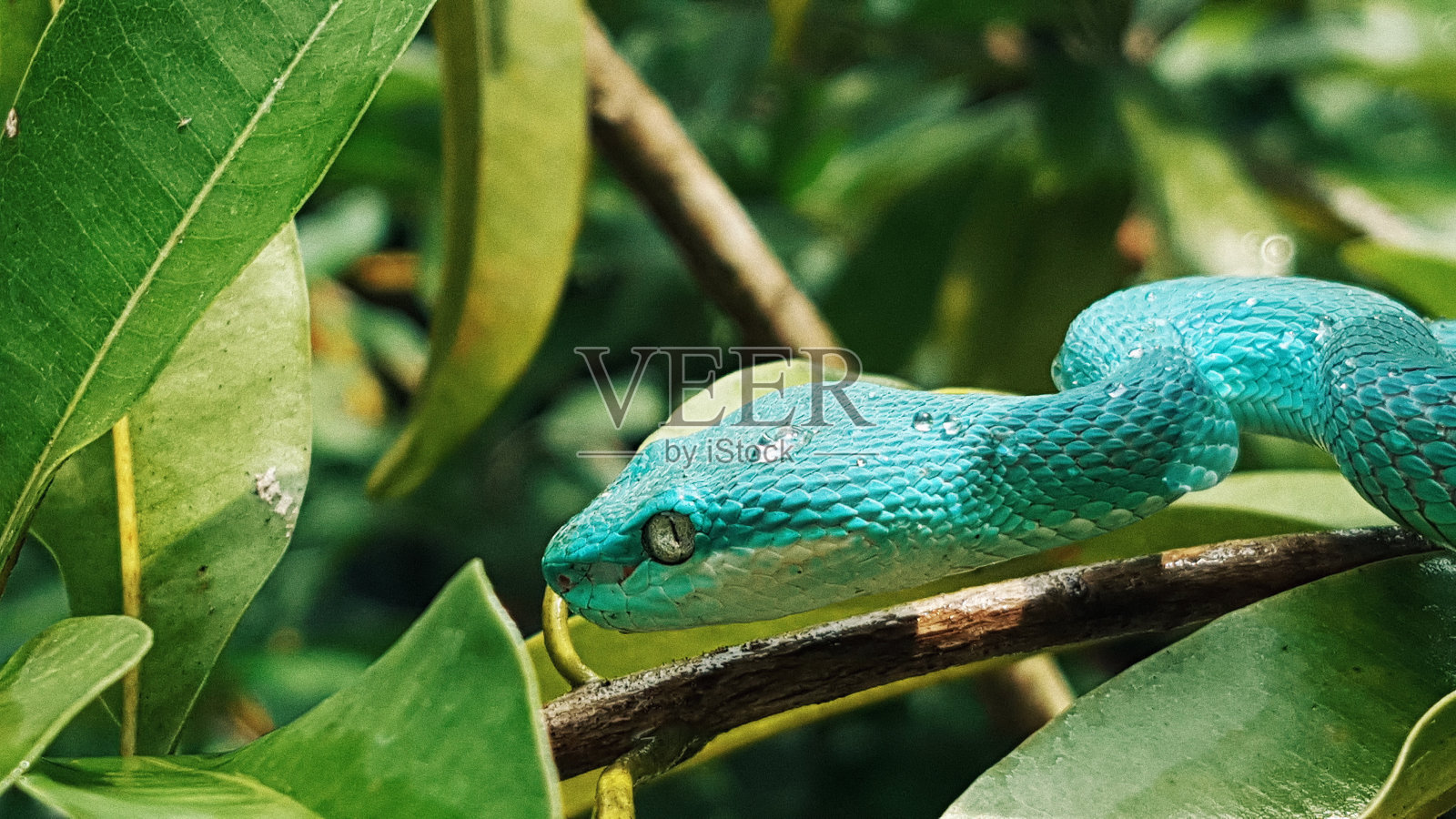 蓝岛(三尾岛)照片摄影图片