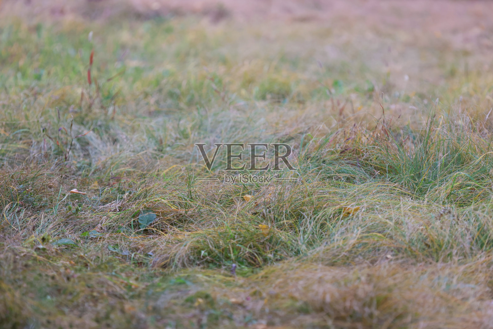 草地上的落叶照片摄影图片