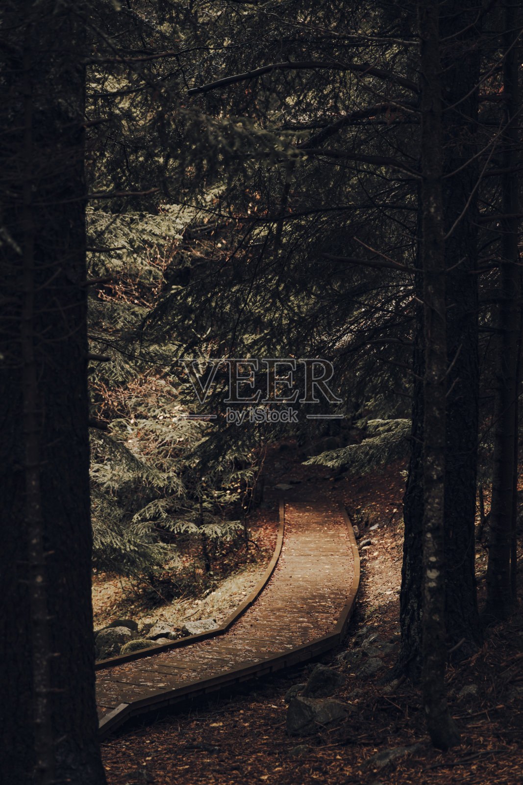 阴天穿过森林的木制走道照片摄影图片