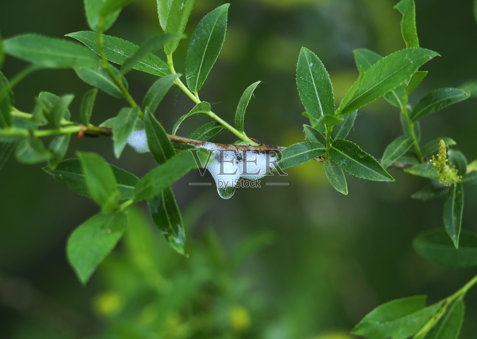 柳炉(Aphrophora salicina) -一种昆虫,其幼虫生活在柳树和杨树的泡沫排放照片摄影图片