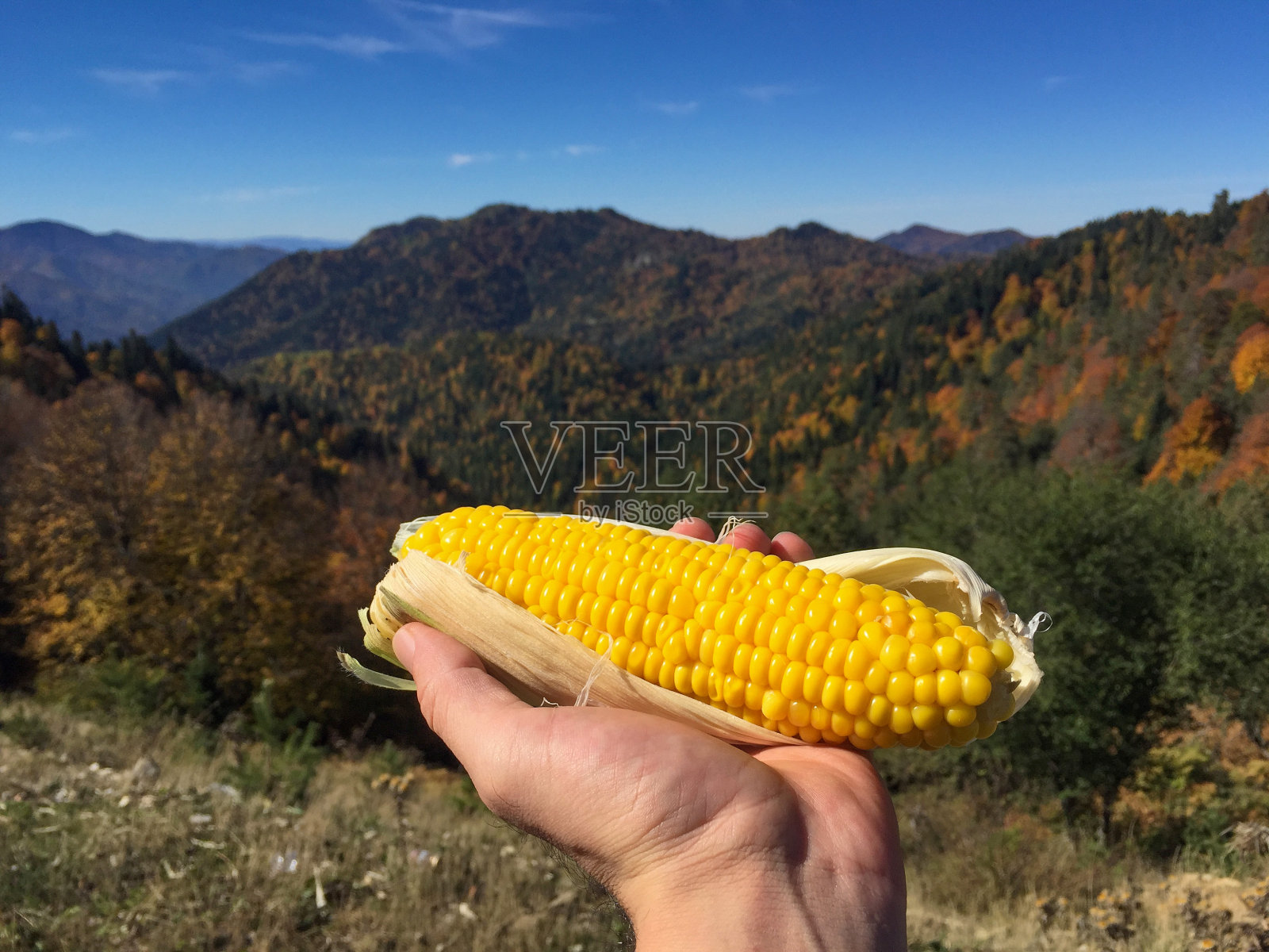 手牵着山林背景的甜玉米,吃着玉米照片摄影图片