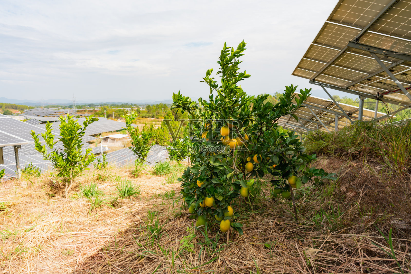 果园和太阳能电池板照片摄影图片