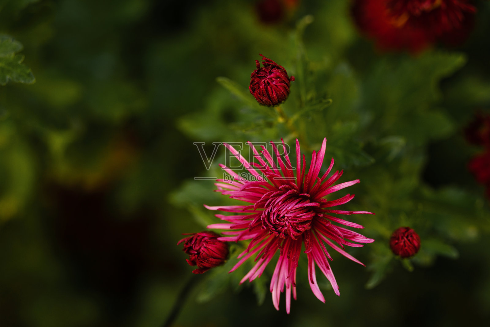 特写镜头的紫菀花和三个未打开的花头,模糊的背景。照片摄影图片