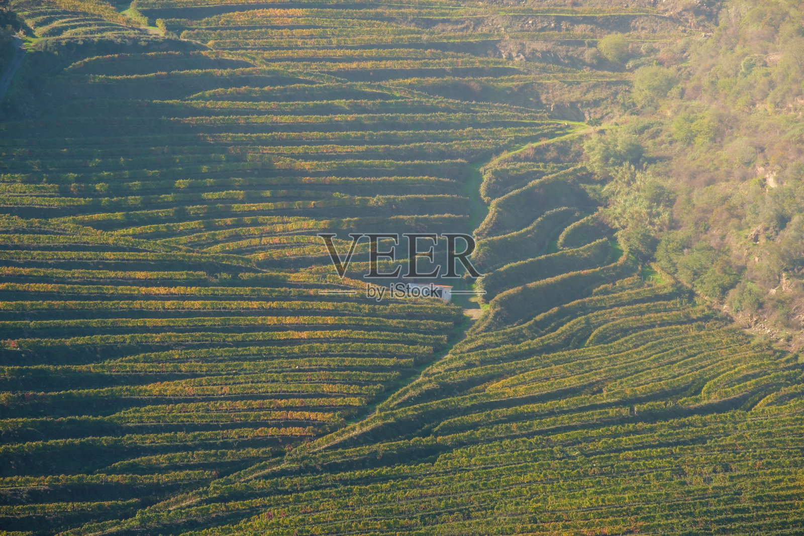 杜洛山谷葡萄园的风景照片摄影图片