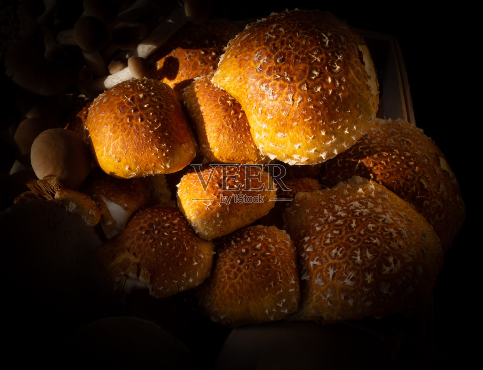 金色的蘑菇照片摄影图片