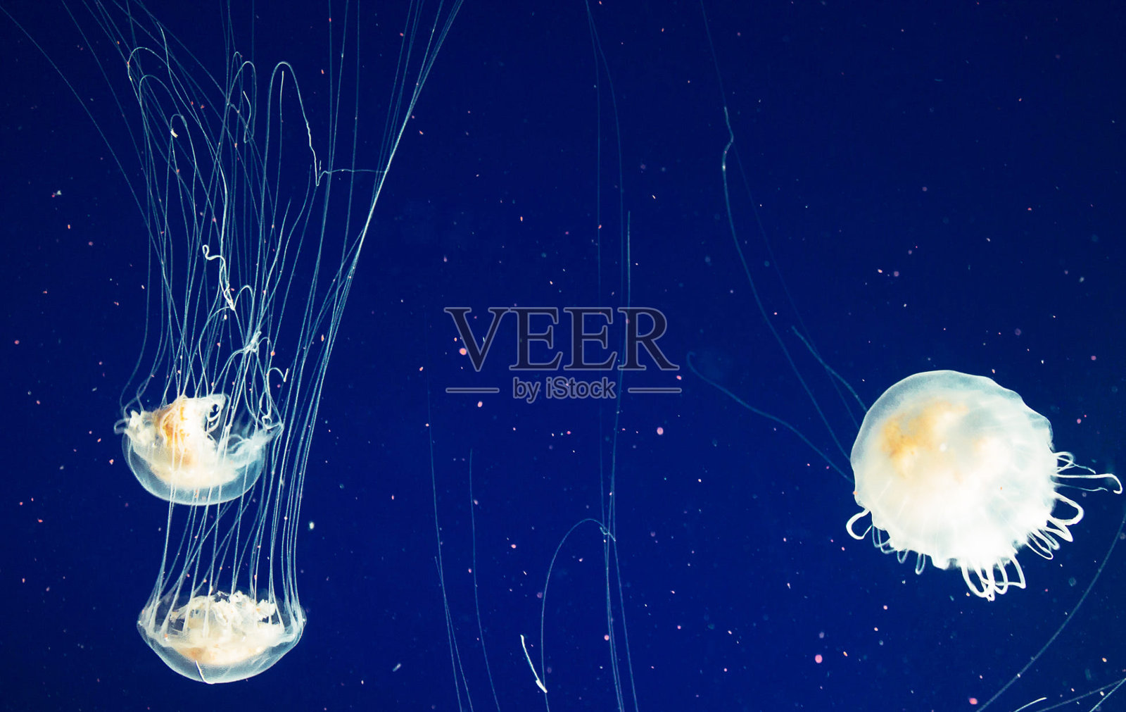 美丽的瓦胡岛,夏威夷水下图片照片摄影图片