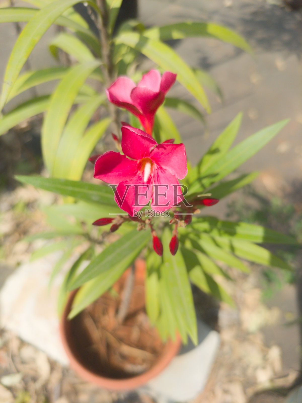 红夹竹桃花在花园里的灌木上照片摄影图片