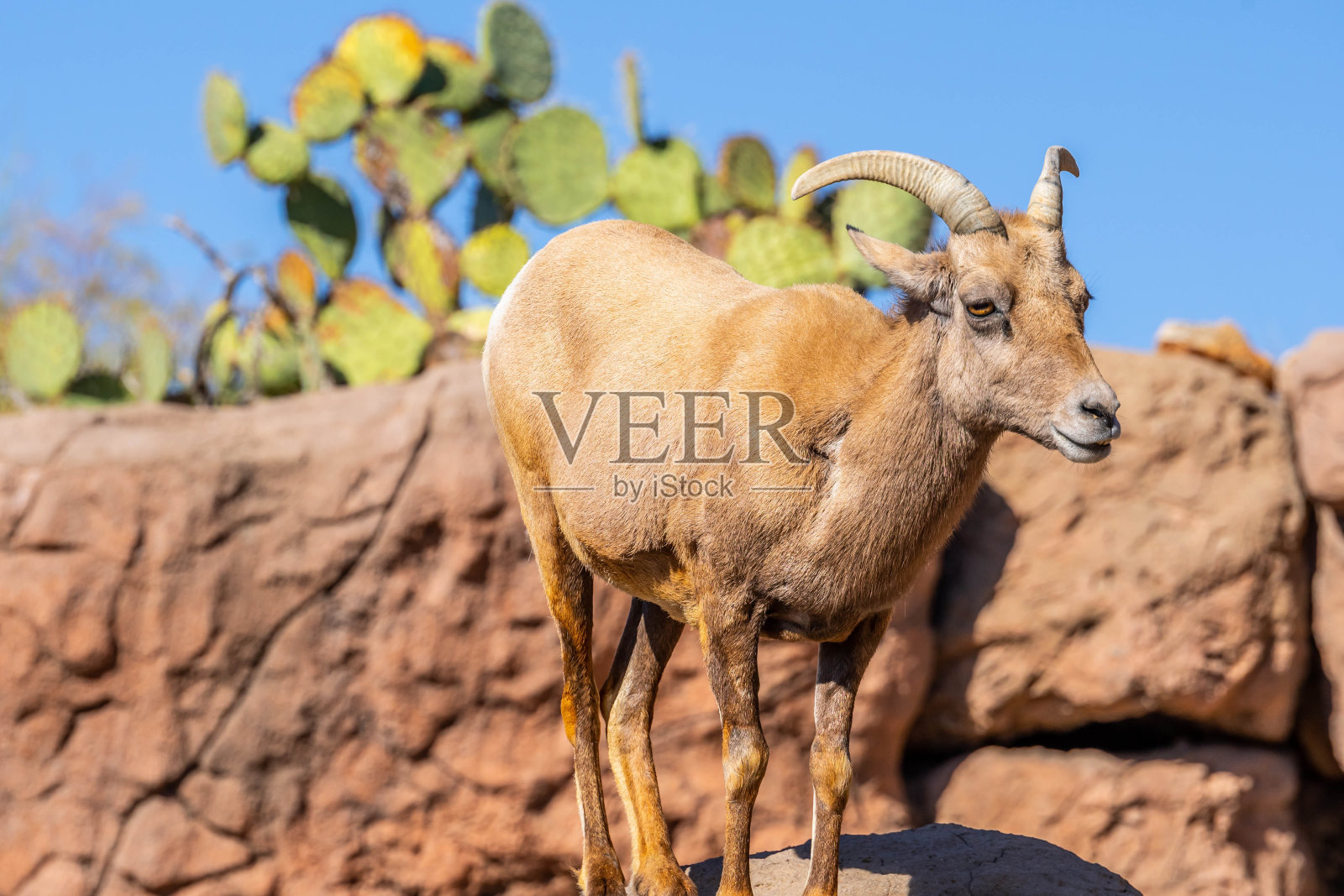 一只大角羊在亚利桑那州图森市的田野里照片摄影图片