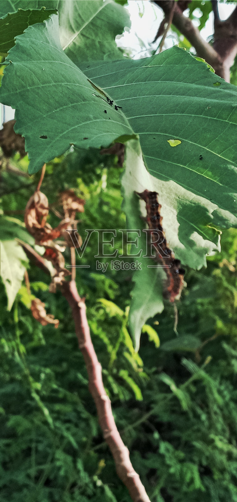 可爱的毛毛虫照片摄影图片