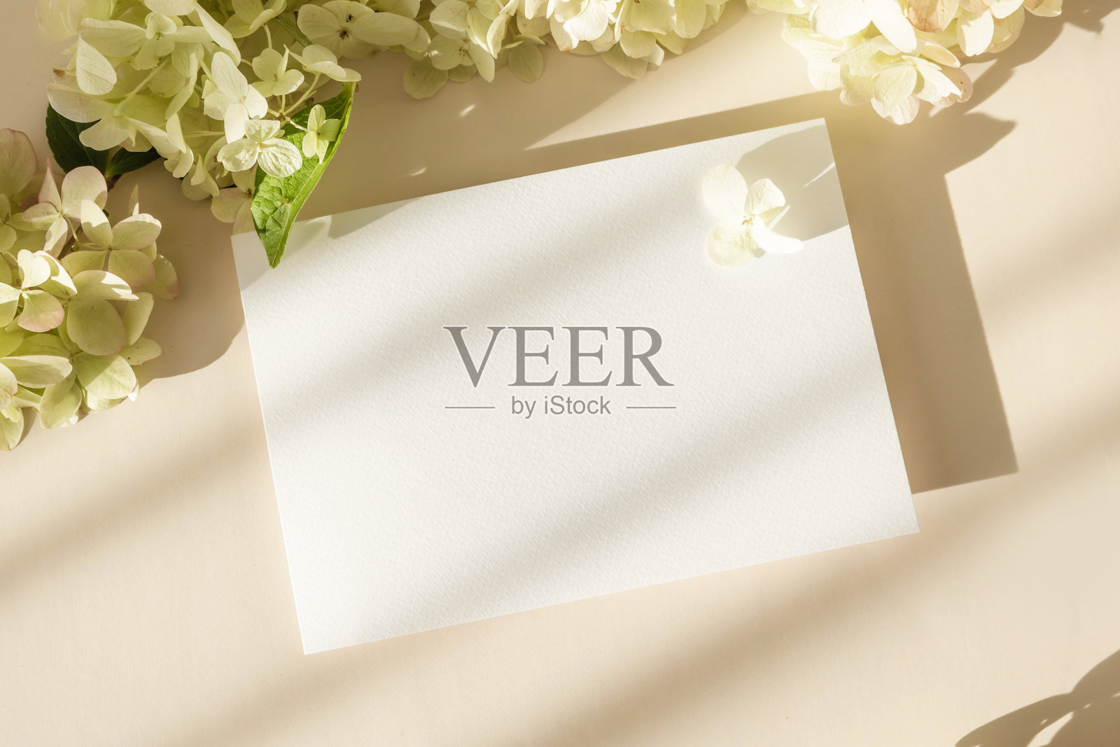 邀请卡片模型与绣球花米色粉彩背景。模板空白的白纸模拟品牌和广告。俯视图,平铺,复制空间。照片摄影图片