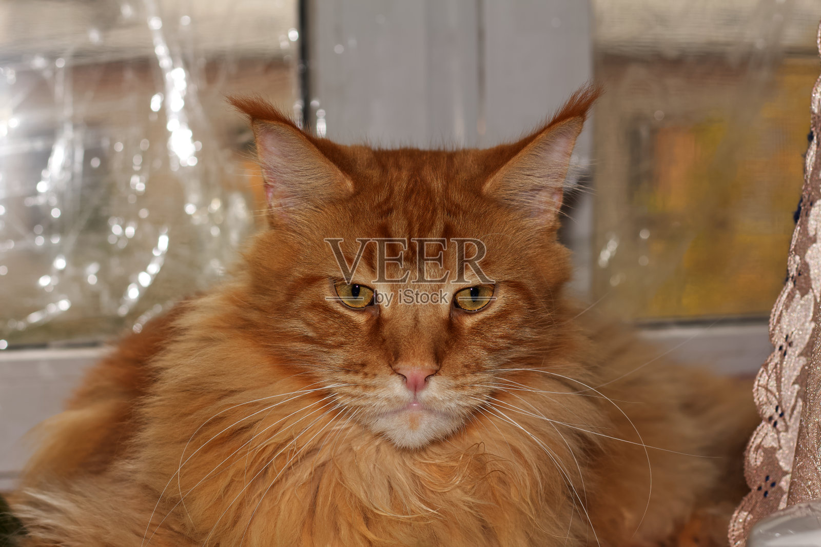 乌克兰哈尔科夫,一只名叫阿奇博尔德的姜黄色缅因猫的肖像照片摄影图片