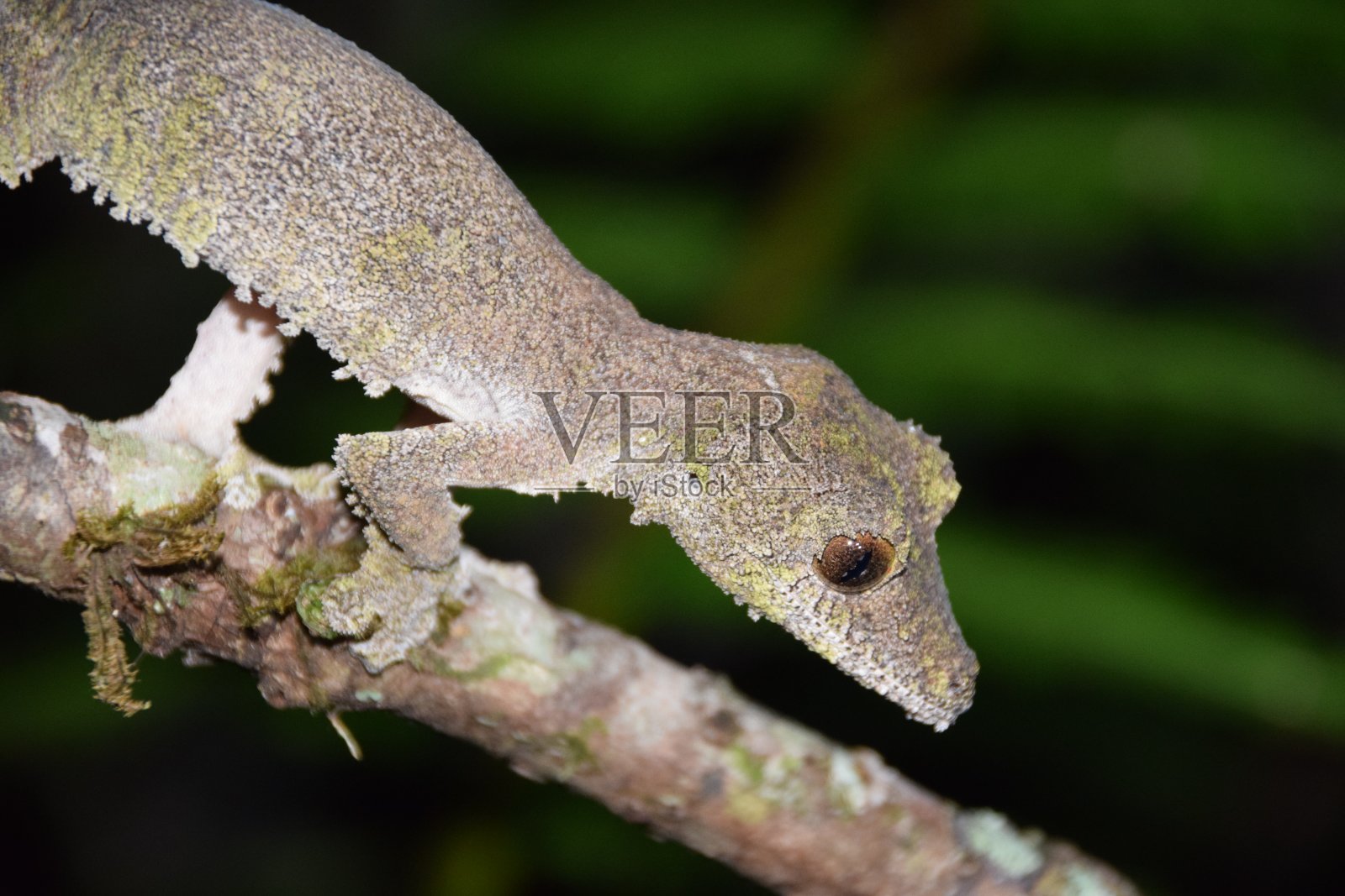 长满苔藓的叶尾壁虎,Andasibe,马达加斯加照片摄影图片