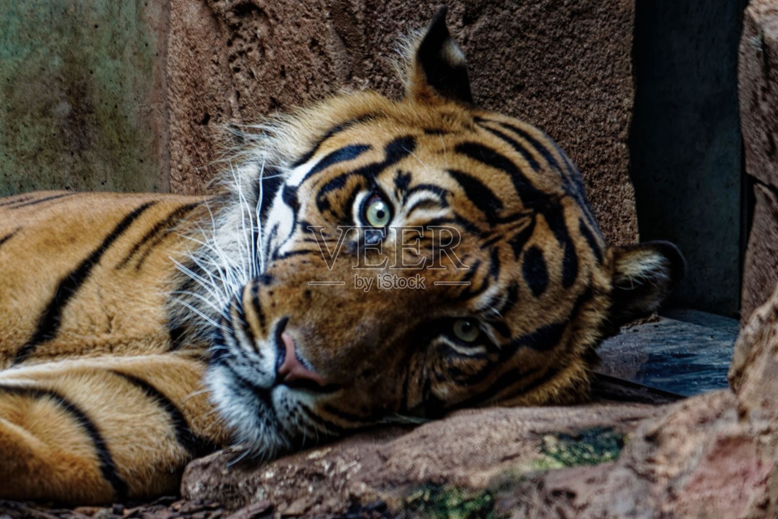 老虎醒来,看着摄像机照片摄影图片