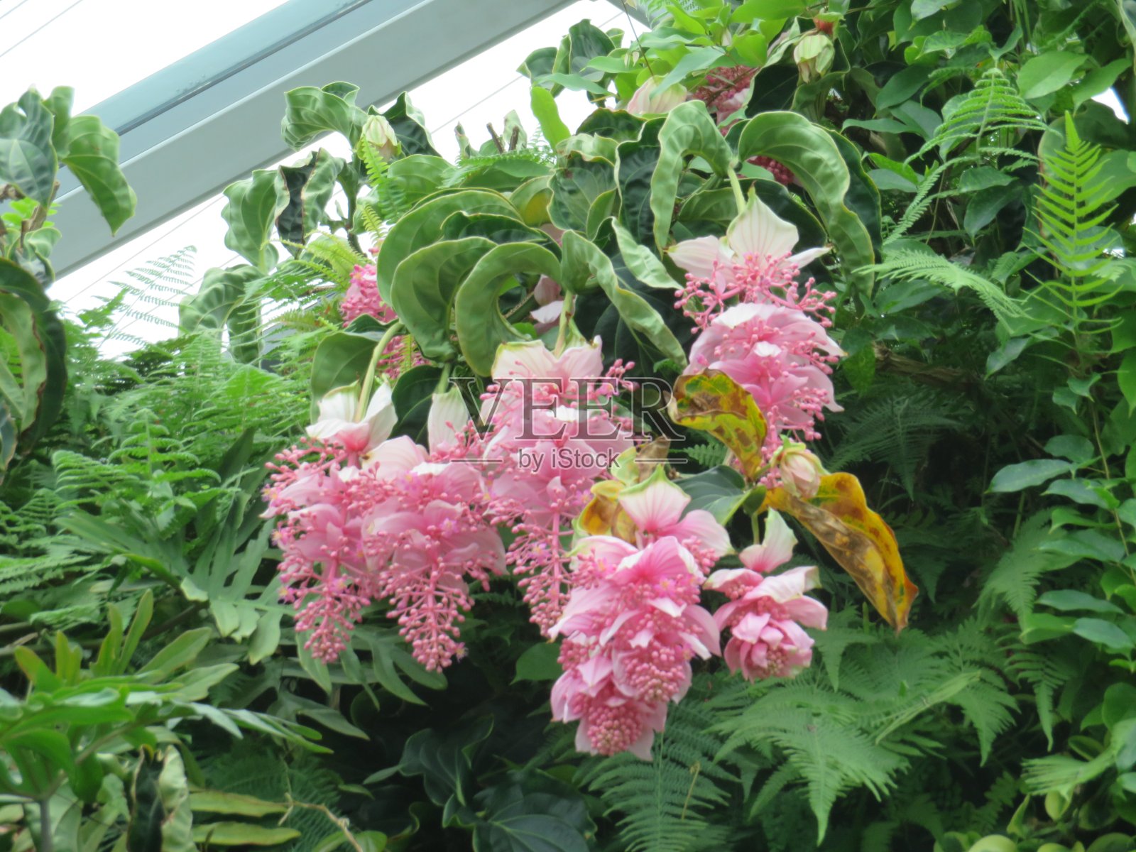 Medinilla maxima在花园里。之前COVID-19照片摄影图片