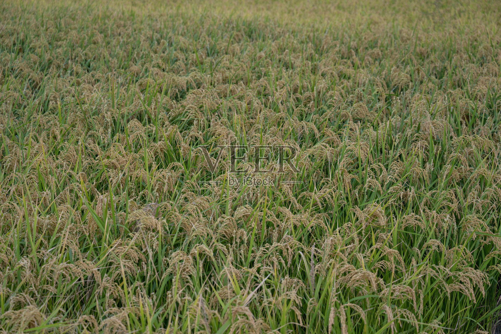 成熟的稻田照片摄影图片