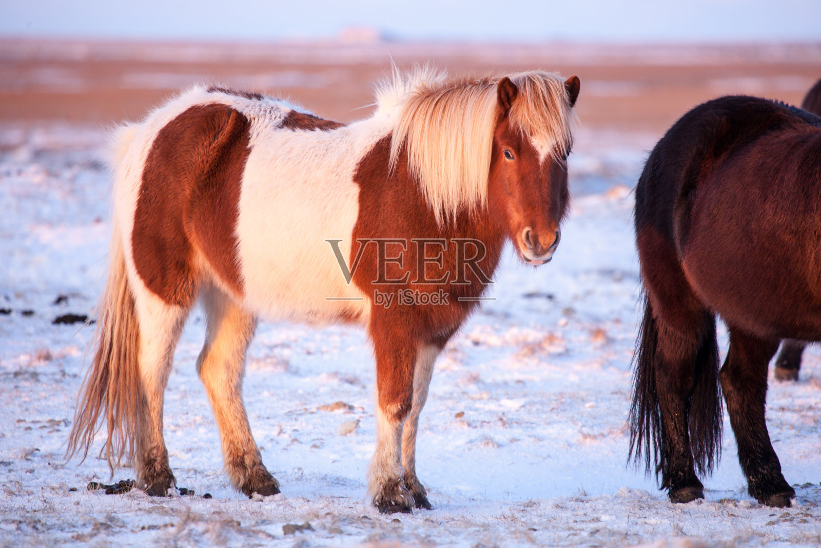 野马在雪地里自由自在照片摄影图片