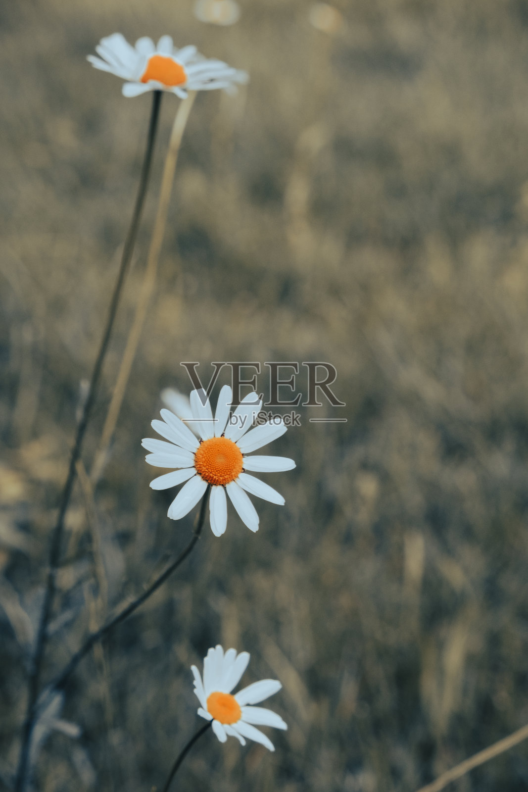 白色甘菊花的草地。甘菊花田。绿色草地上盛开着美丽的白色洋甘菊花。草药。有选择性的重点照片摄影图片