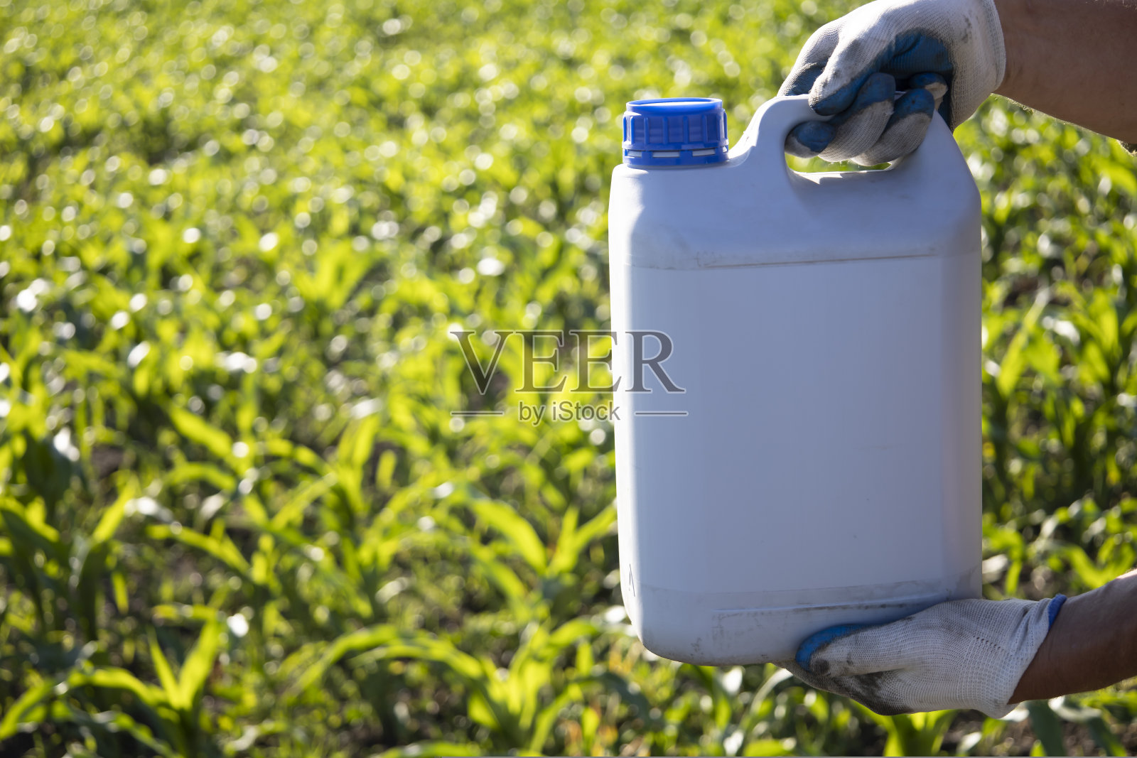 一个戴着手套的工人拿着一个罐,背景是玉米。玉米肥料处理。照片摄影图片