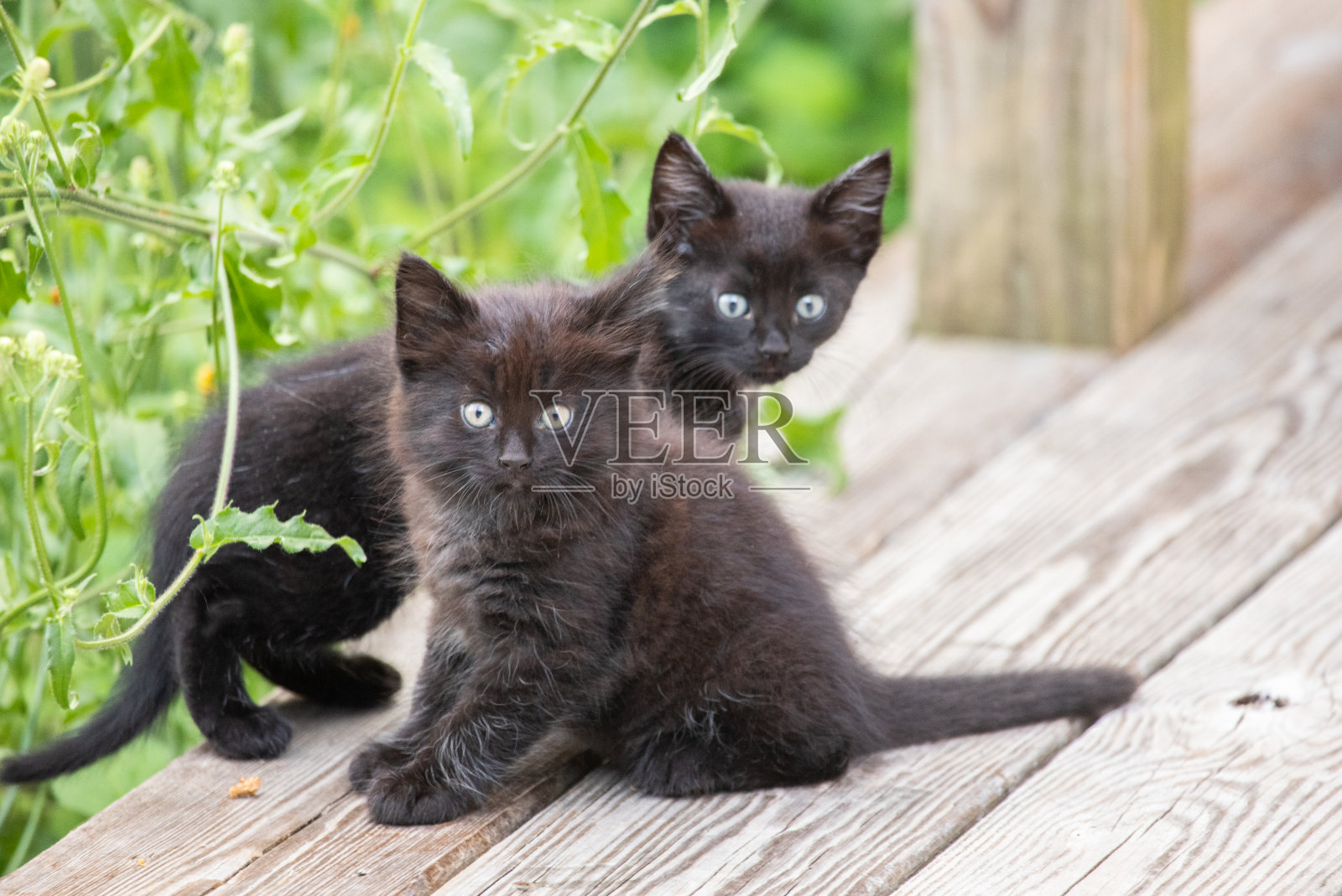毛茸茸的小猫照片摄影图片