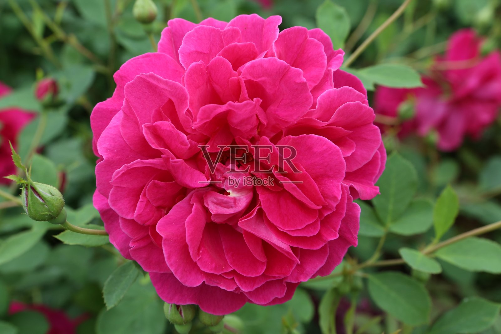 粉红玫瑰,莫斯科花园的“达西巴斯塞尔”级照片摄影图片