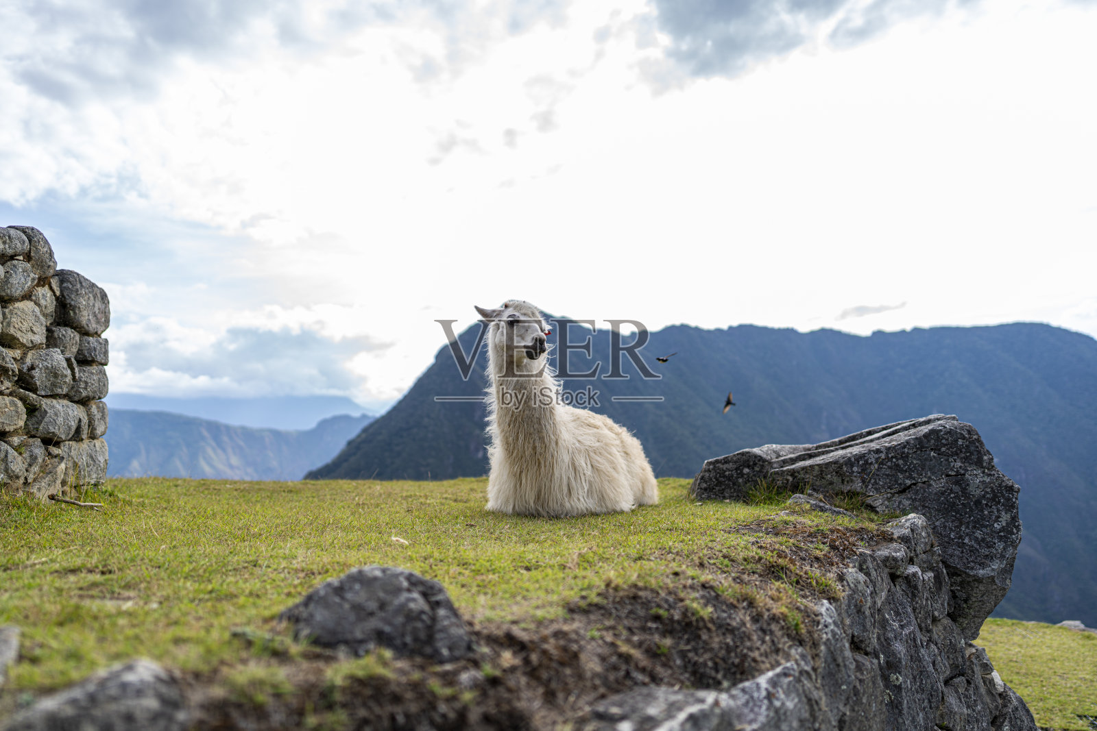 马丘比丘的美洲驼肖像照片摄影图片