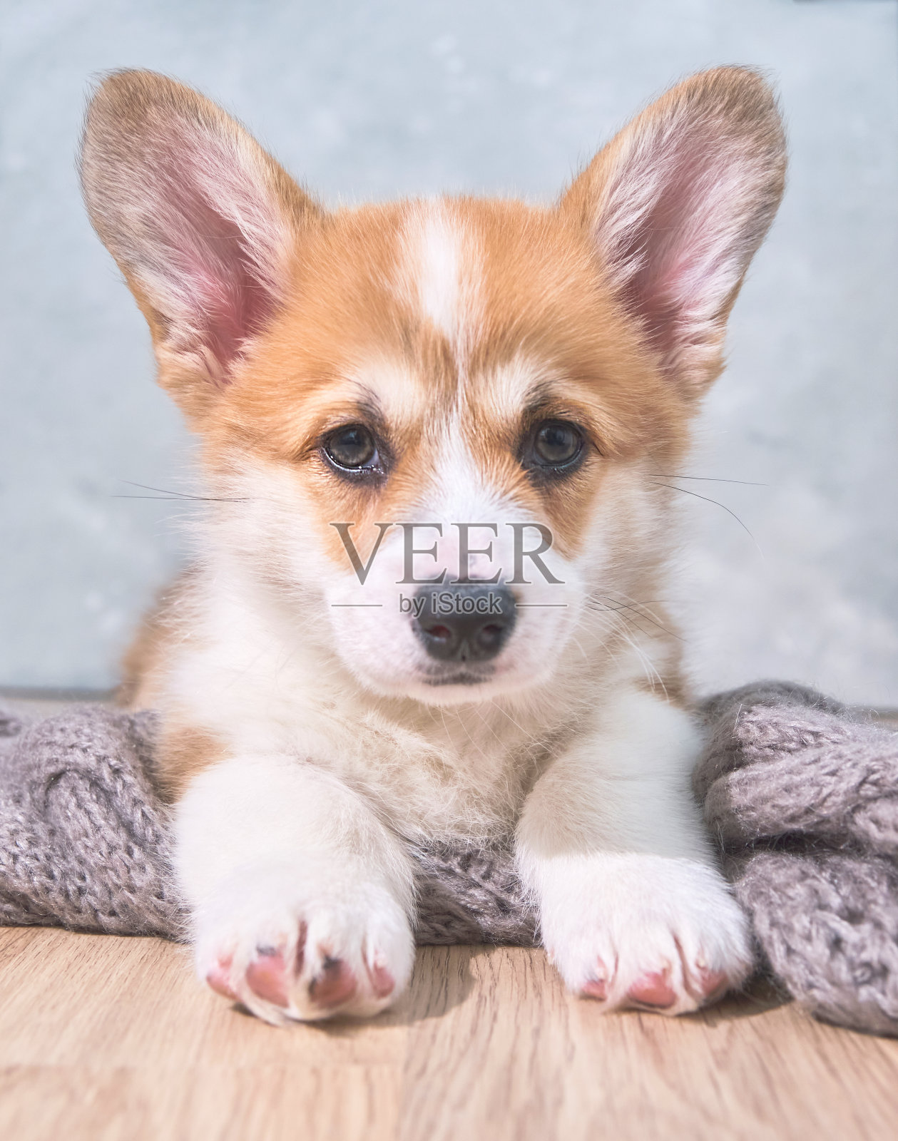 可爱的小狗威尔士柯基彭布罗克躺在羊毛围巾和看着框架的大肖像。2个月照片摄影图片