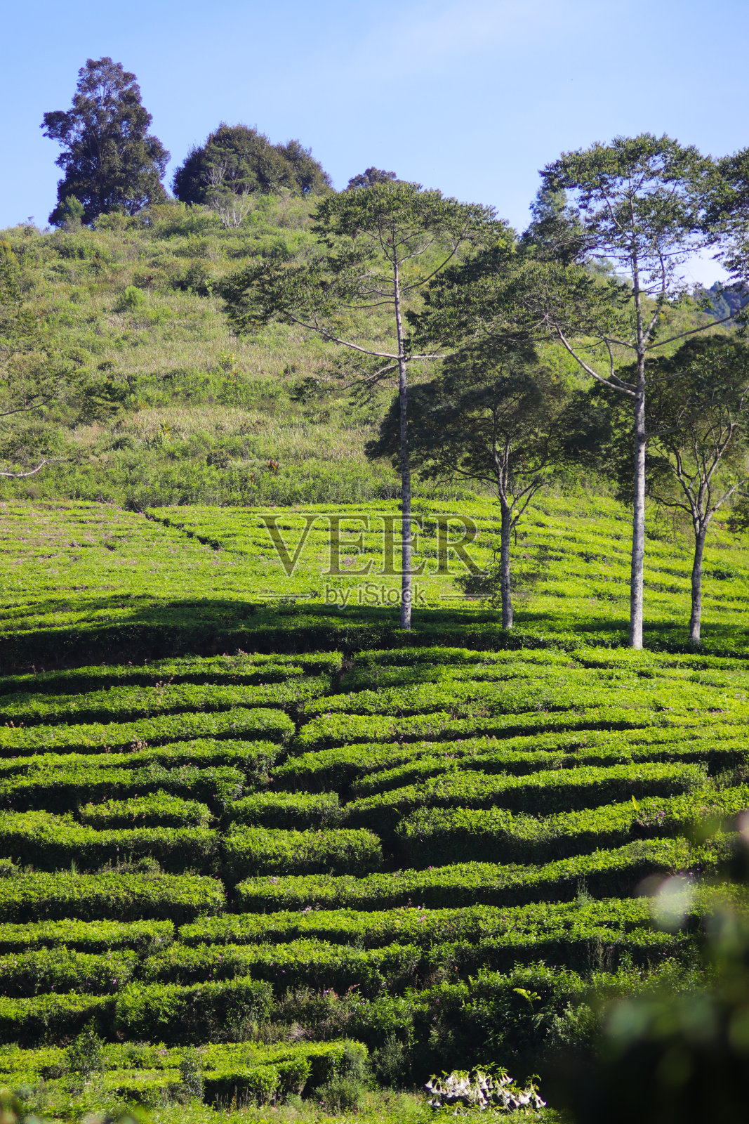 早晨美丽的茶园风景照片摄影图片