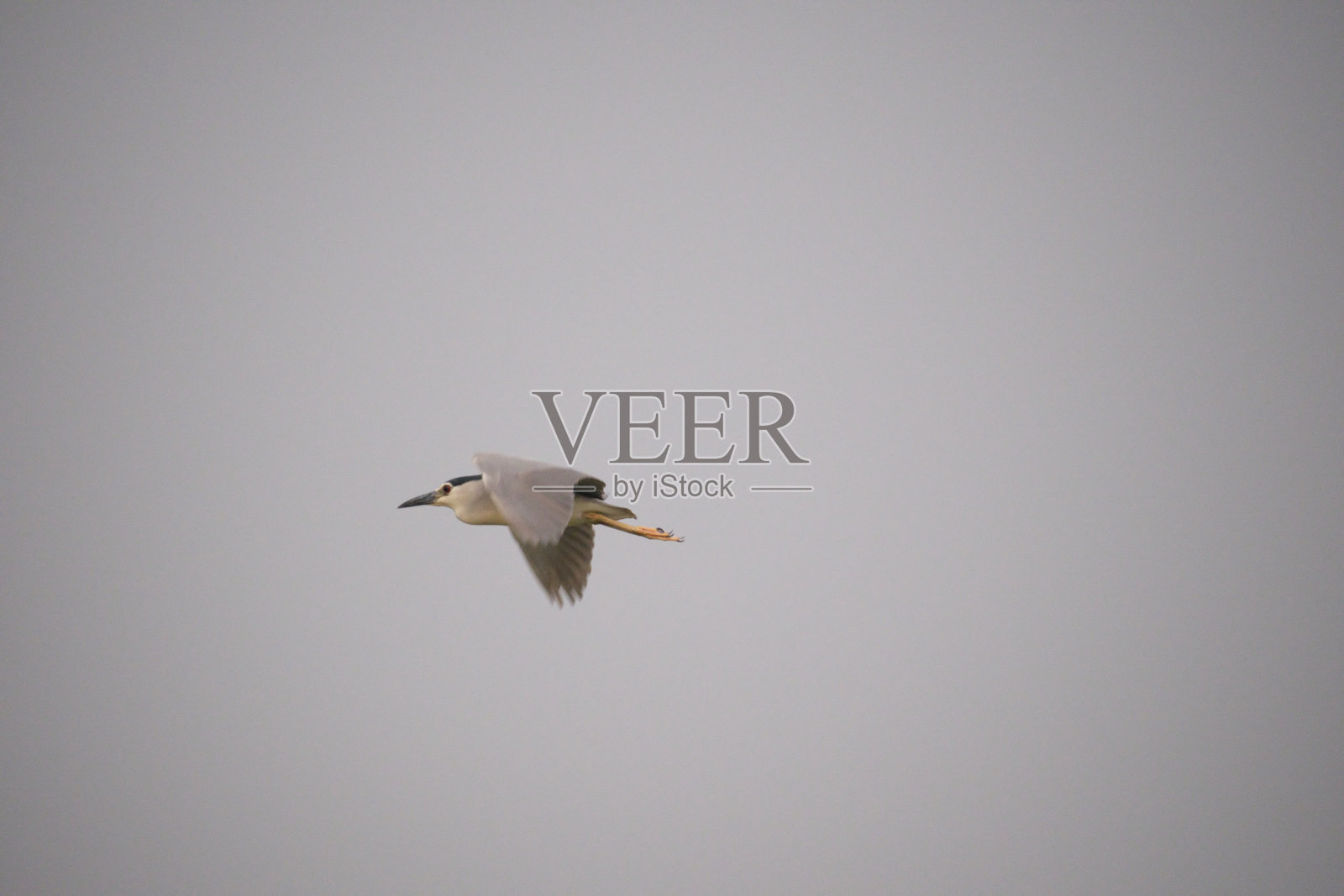 小鹭照片摄影图片