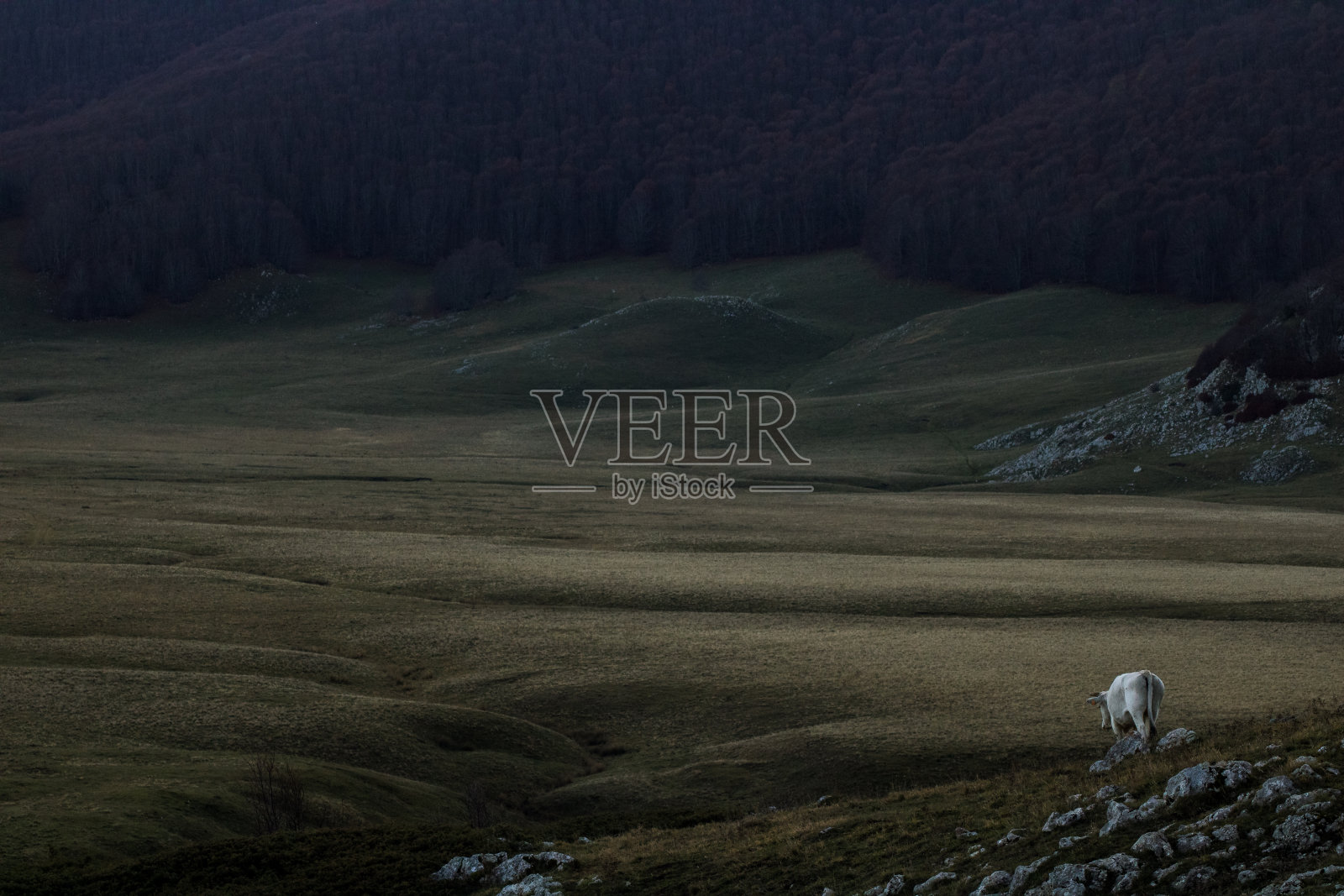 高山高原的风景和一头牛照片摄影图片