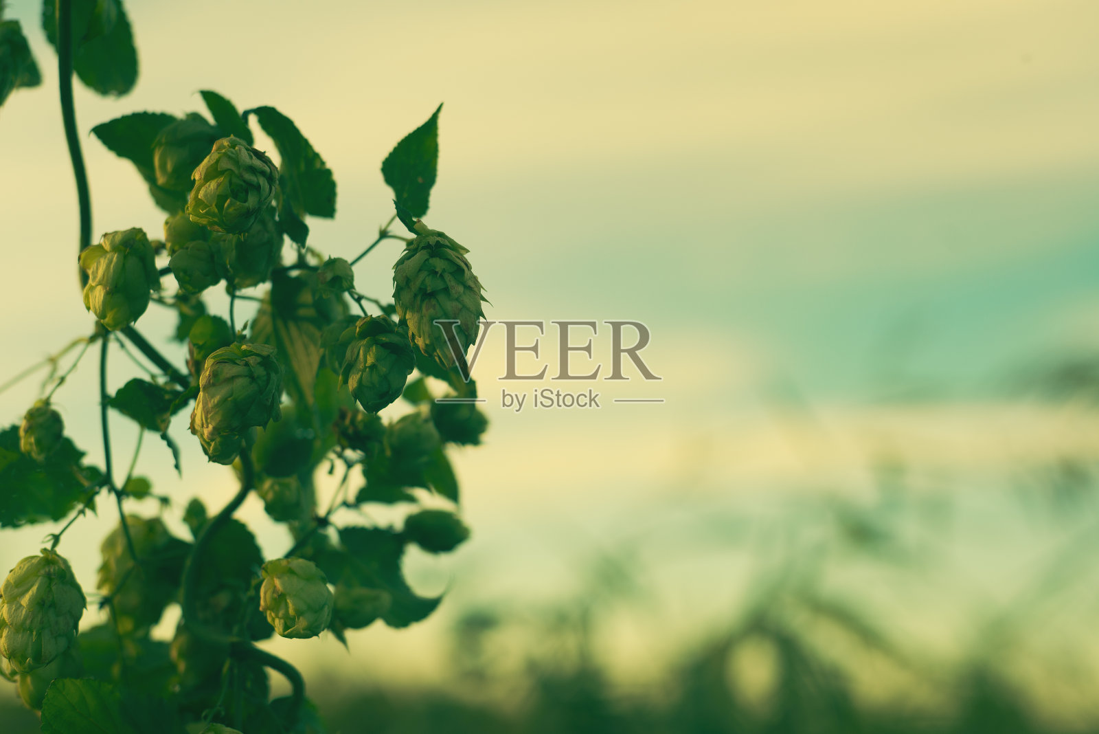 在树枝上跳跃成熟的果实照片摄影图片