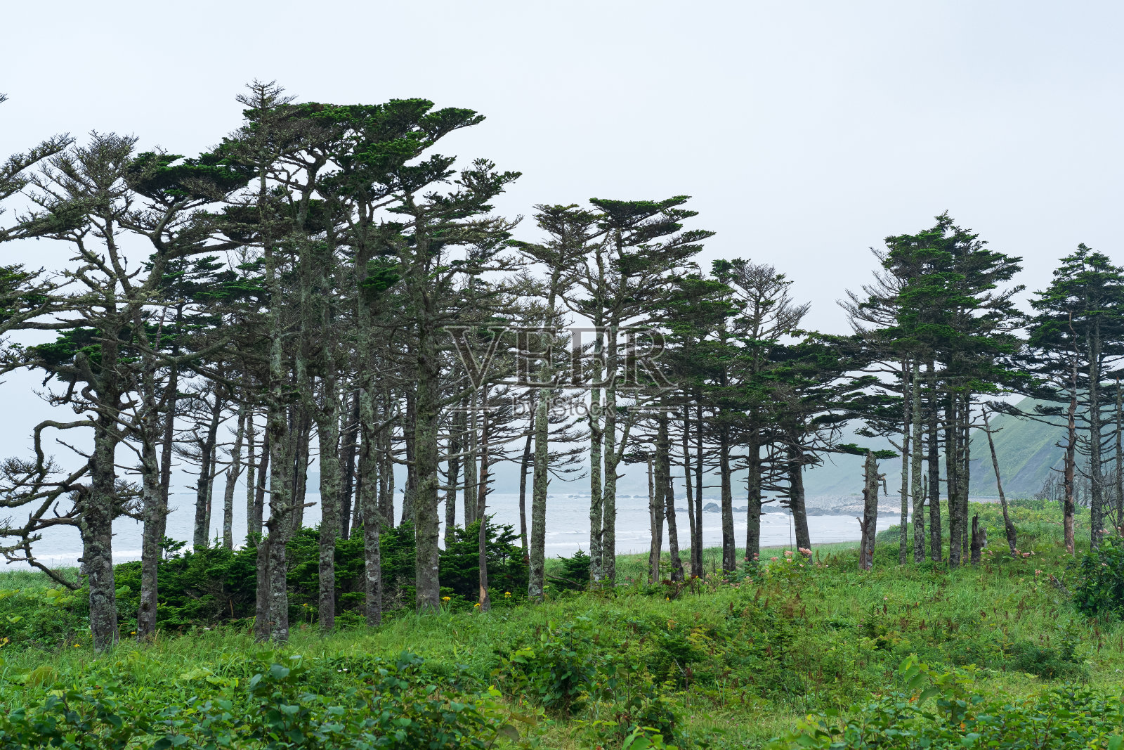 国后岛的海岸景观,林地被风吹弯照片摄影图片