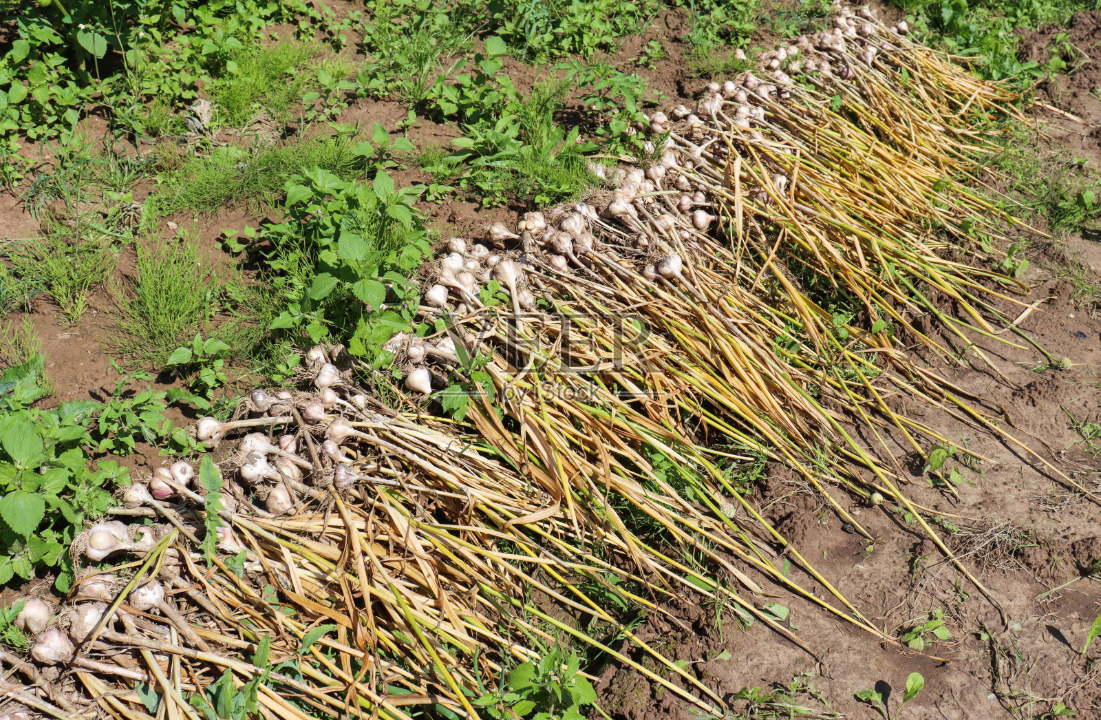 刚挖好的大蒜在花园里晒干。照片摄影图片