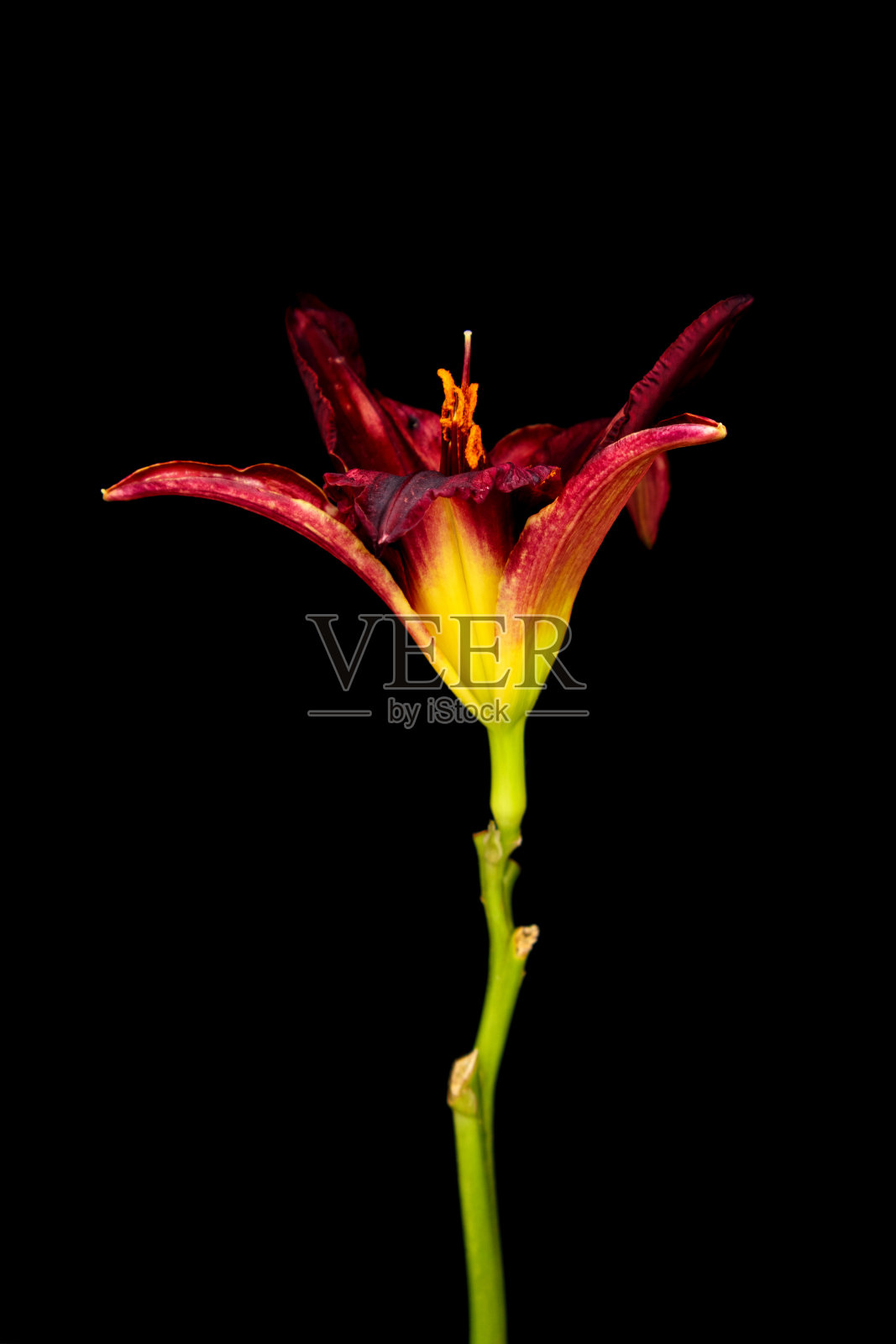 黑色背景下盛开的百合花、萱草。黄花菜花蕾特写。照片摄影图片