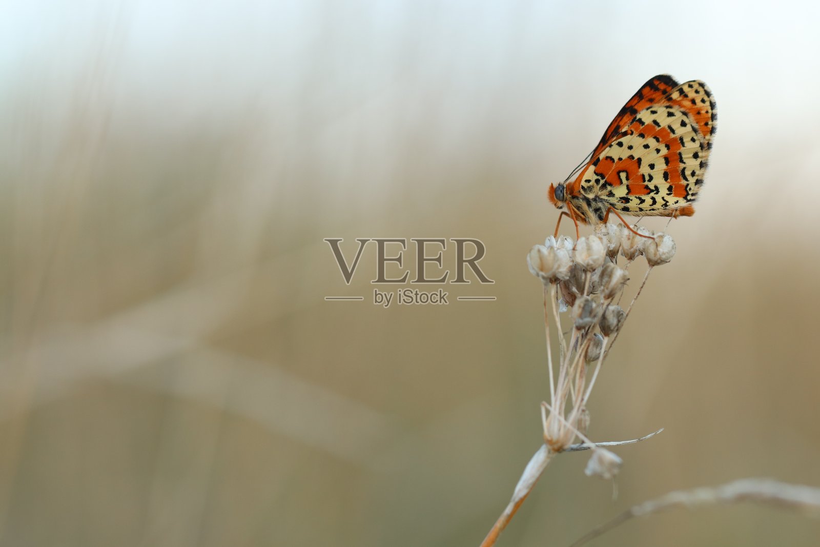 一只蝴蝶在花上照片摄影图片