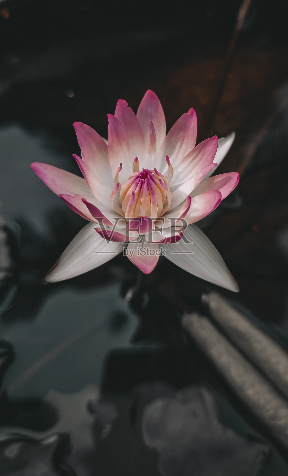 睡莲照片摄影图片