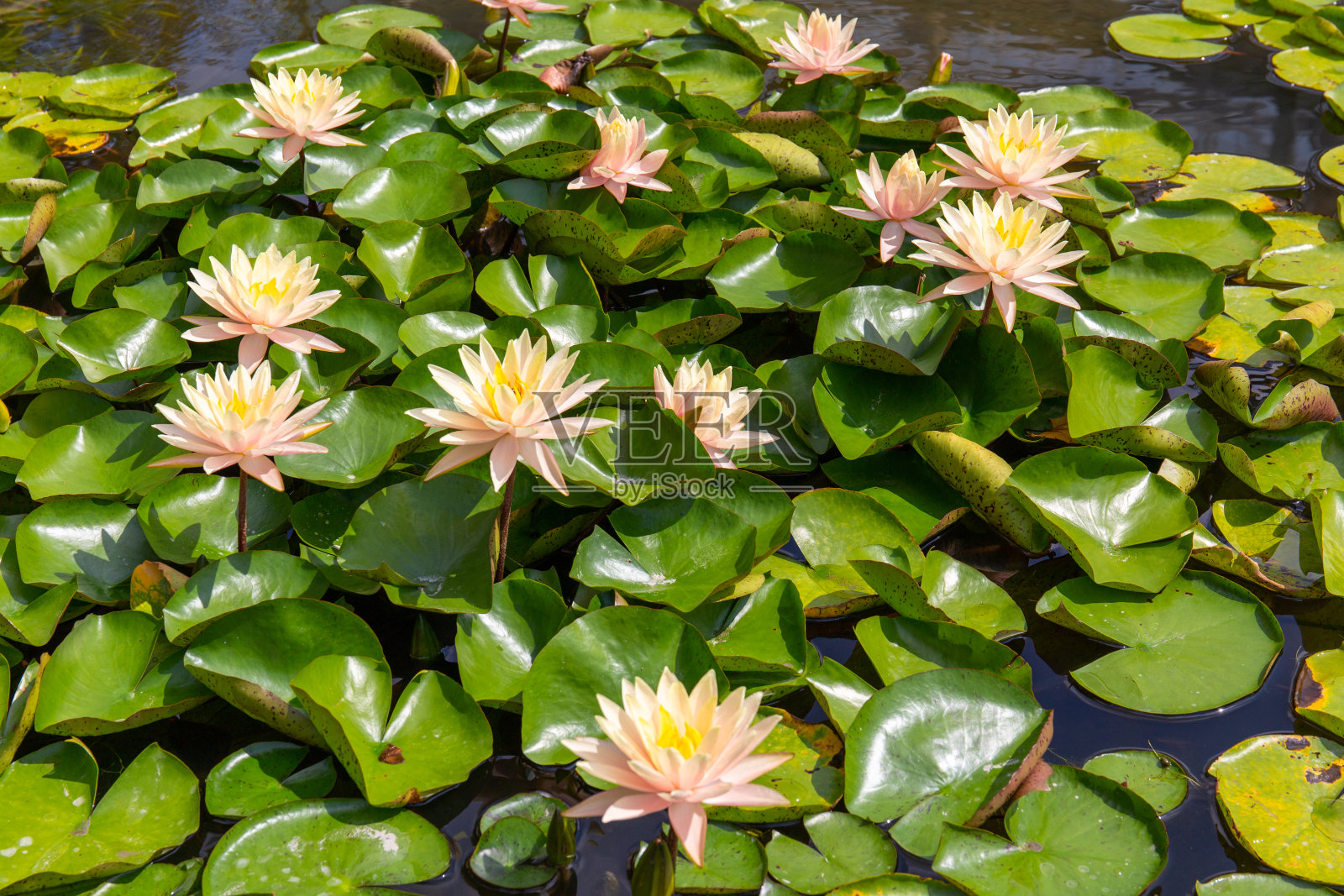 粉红花瓣的睡莲花照片摄影图片