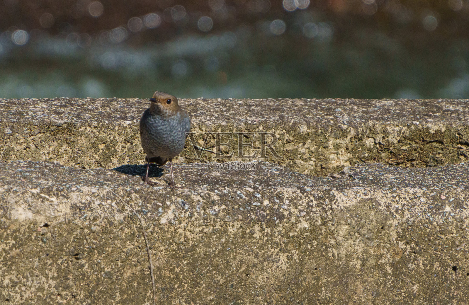 铅水红启动照片摄影图片