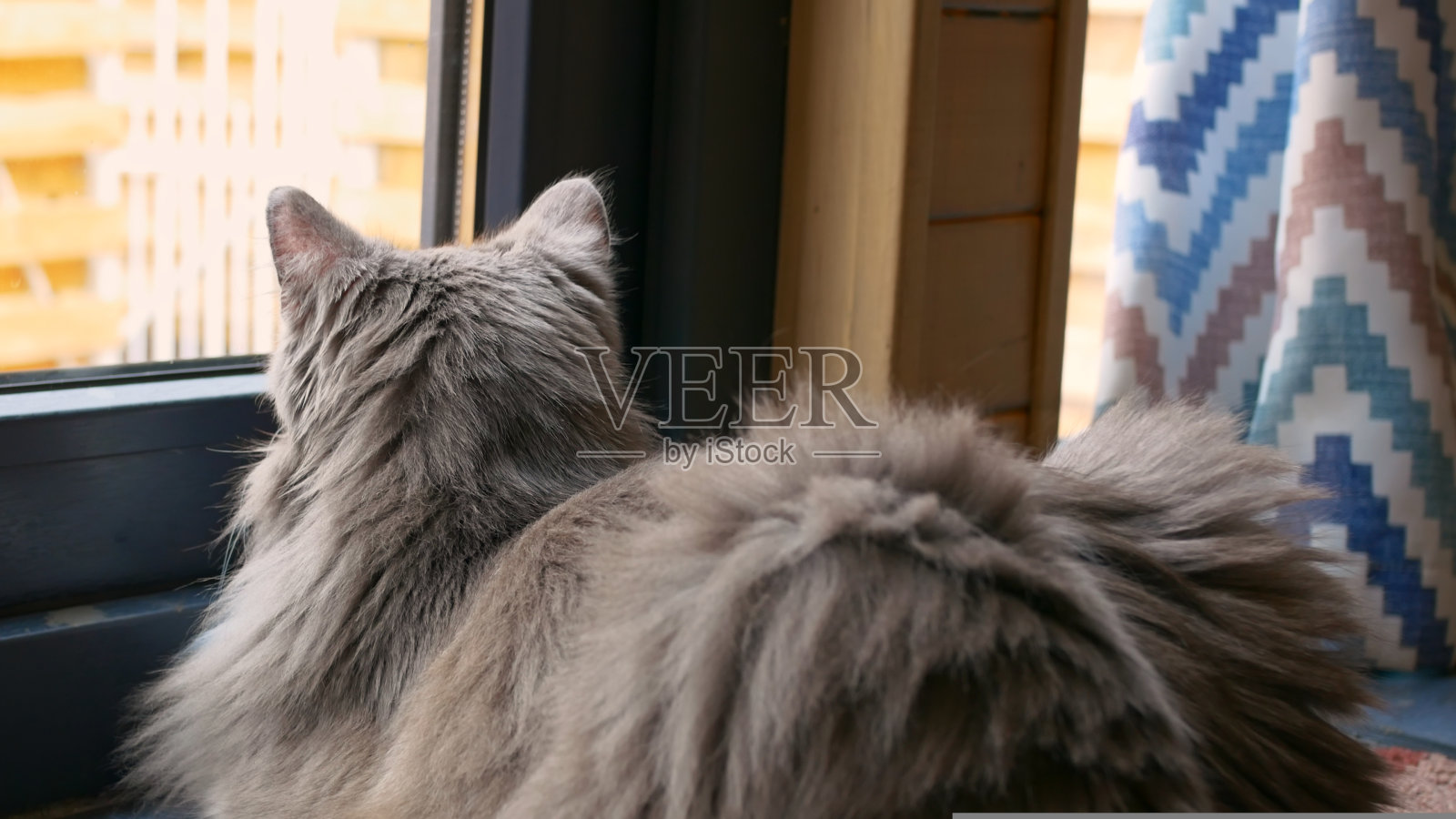 一只毛茸茸的灰色猫的后视图,它看着窗外。可爱的宠物透过窗户看外面。家猫的生活。在一所舒适的乡村房子里,猫平静地望着窗外照片摄影图片